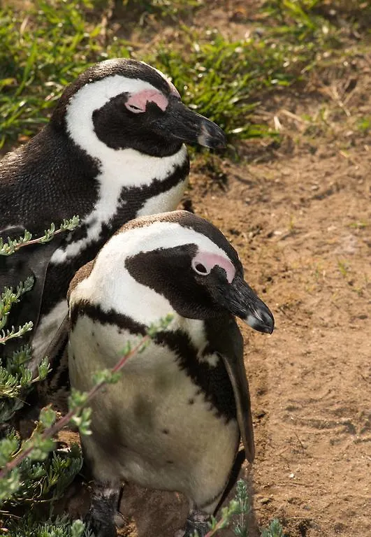 Boulders Beach Villa Simon's Town